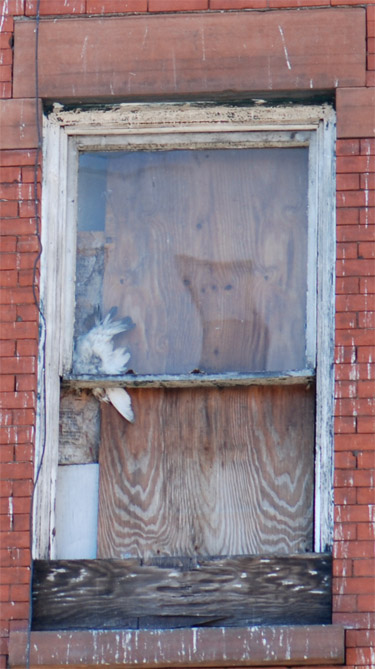 Pigeon