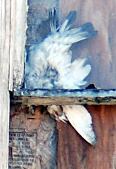 Pigeon