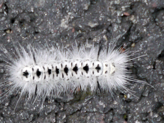 White Hairy Caterpillar 54