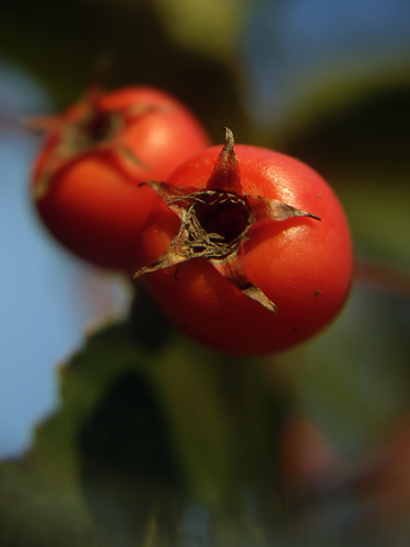 Choke Berries - Avenue J Park, Flatbush - Brooklyn