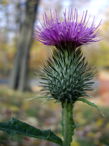 Milk Thistle & Folk Art Cow - NEPA