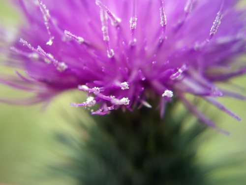 Milk Thistle & Folk Art Cow - NEPA
