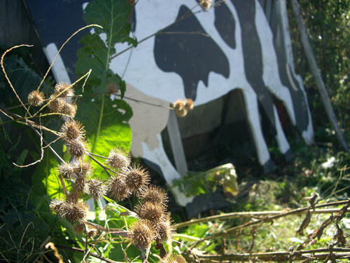 Milk Thistle & Folk Art Cow - NEPA