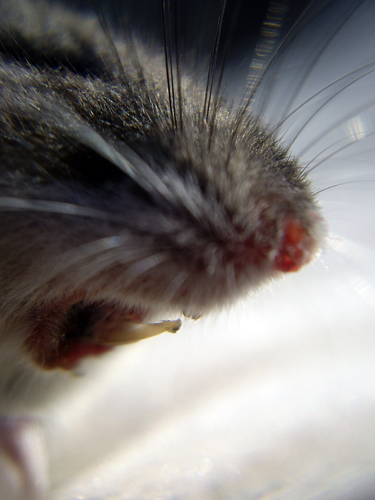 Pesky Rodent