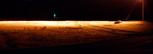Nocturnal Deer Panorama