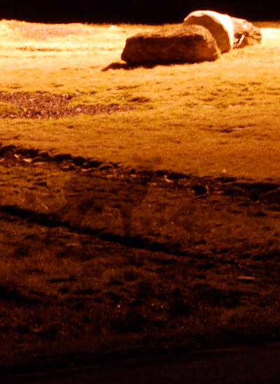 Spectral Deer