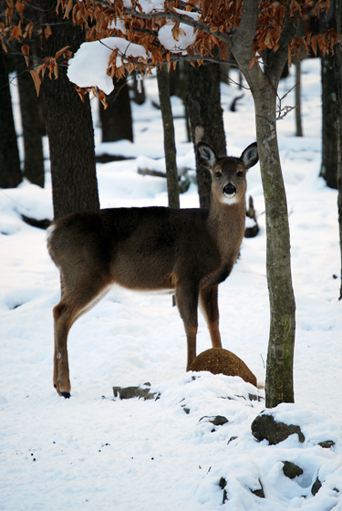 Deer Brook Babble