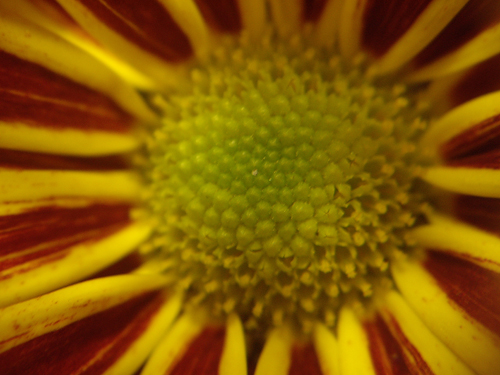Mums & the Golden Ratio - NEPA