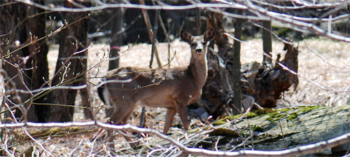 Pocono Deer