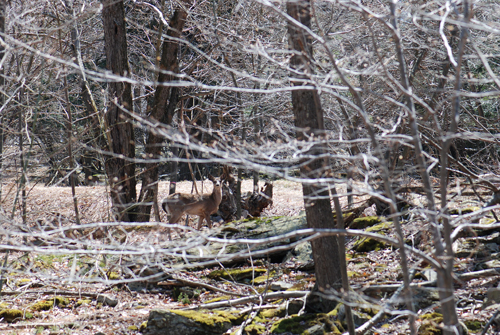 Pocono Deer