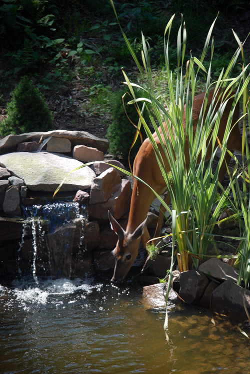 Pocono Deer Pond - Pocono Springs - NEPA - © Frank H. Jump