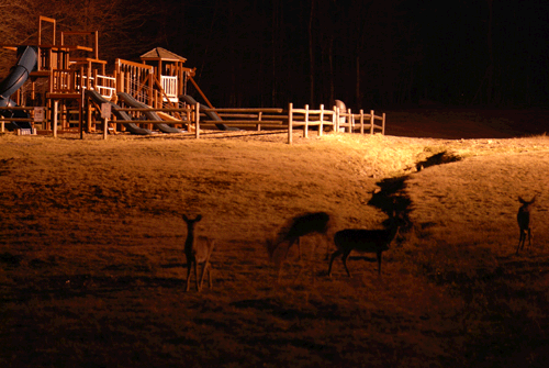Pocono Deer Night Animation