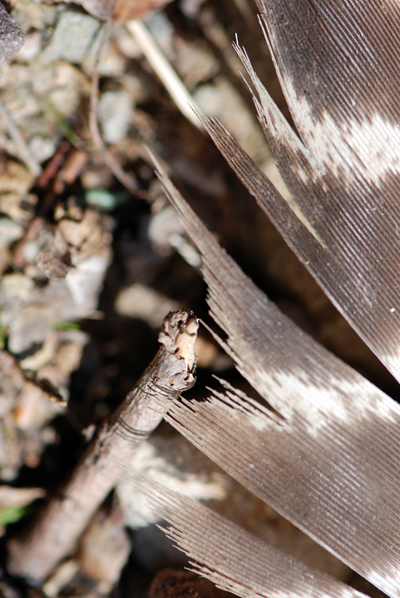 Turkey Feather