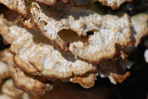 Pocono Fungus
