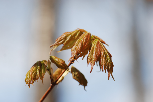 Pocono Maple Buds
