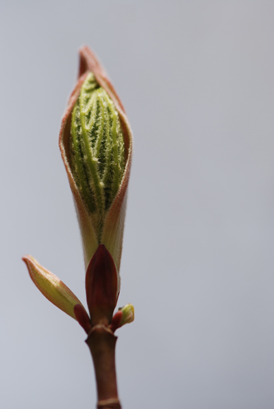 Pocono Maple Buds