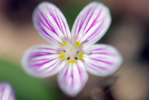 Possibly Star of Bethlehem