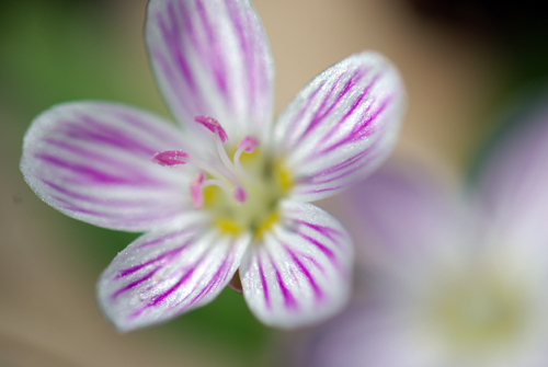 Possibly Star of Bethlehem