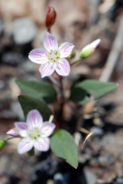 Star Bethlehem