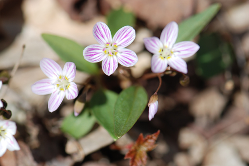 Possibly Star of Bethlehem