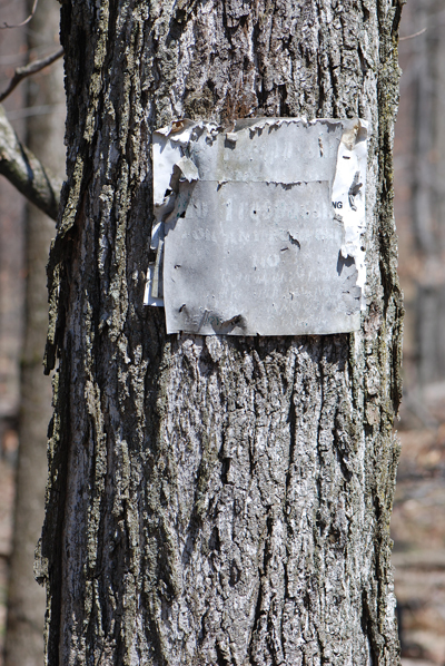 Pocono Tree Fade