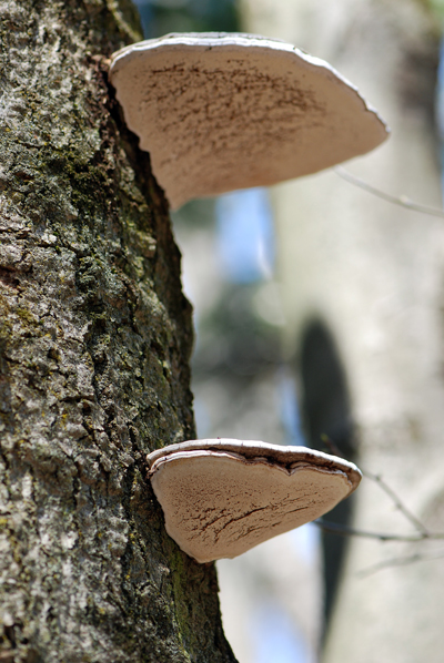 Pocono Fungus