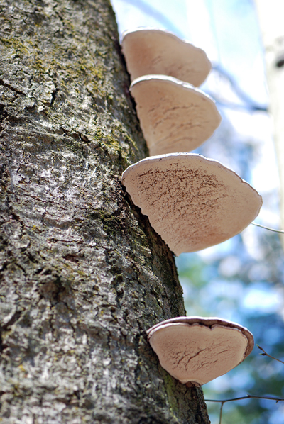 Pocono Fungus