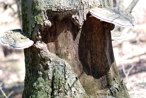 Pocono Fungus