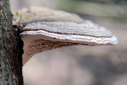 Pocono Fungus