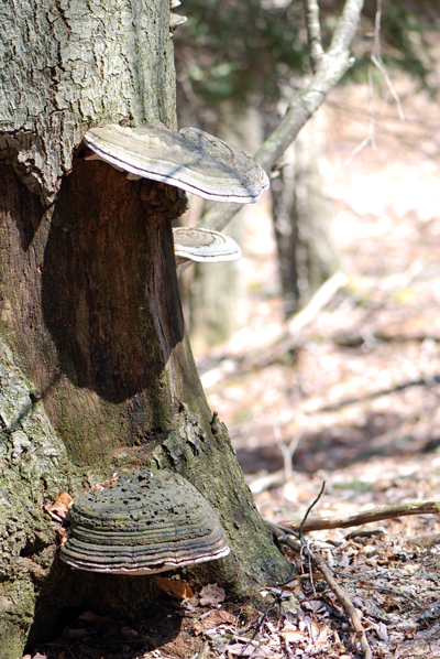 Pocono Fungus