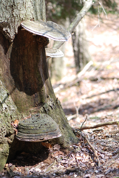 Pocono Fungus