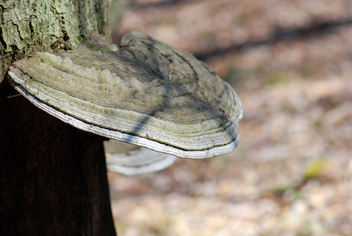 Pocono Fungus