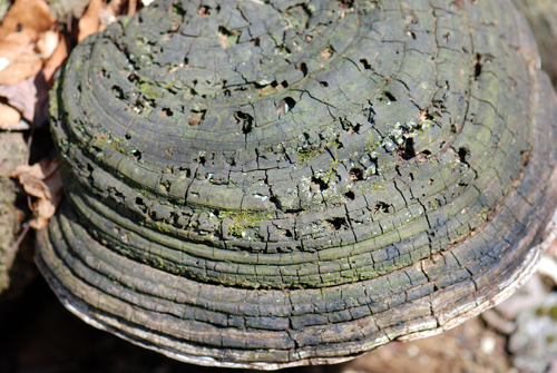 Pocono Fungus