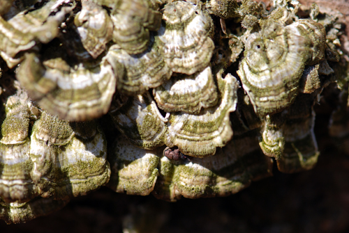 Pocono Fungus