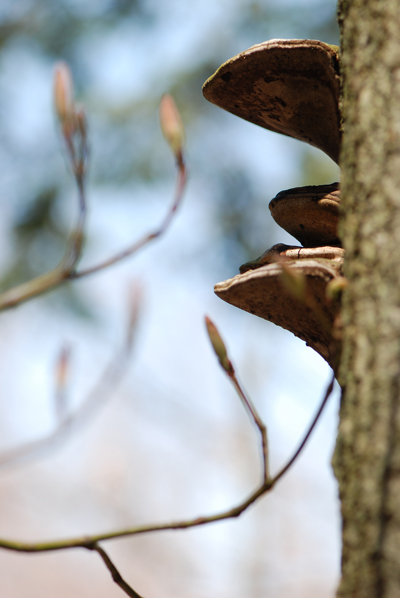 Pocono Maple Buds & Tree Fungus