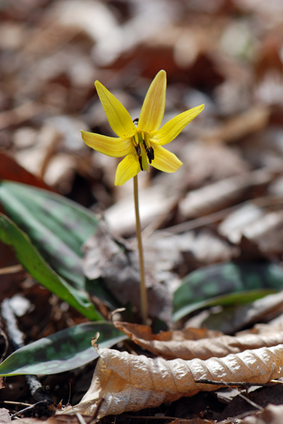 Trout Lily