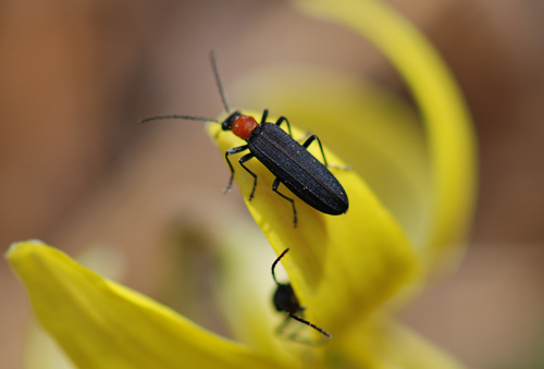 Trout Lily Bugs