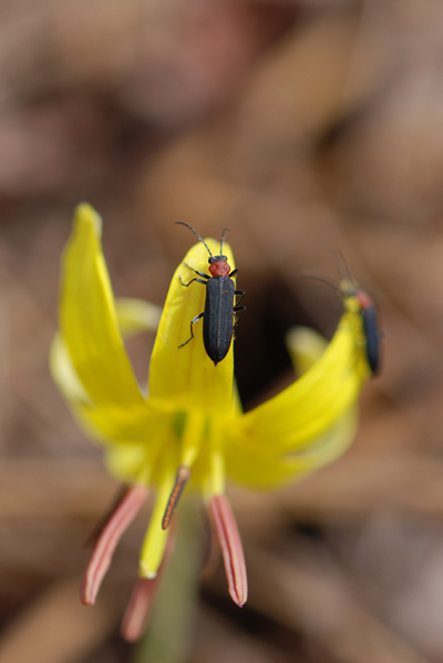Trout Lily & Bug