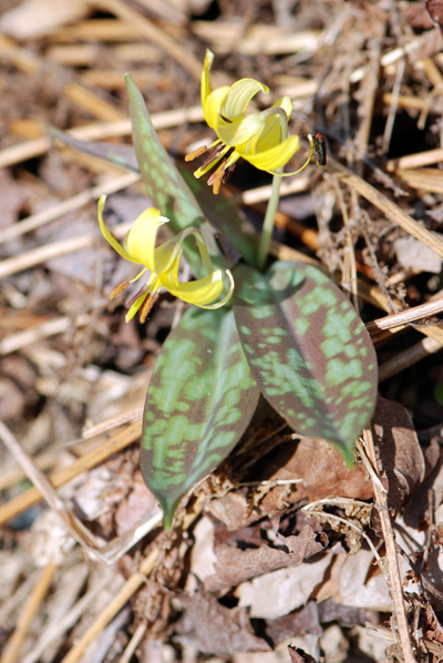 Trout Lily Twins