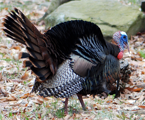 © Frank H. Jump This is some Turkey Hens dream - © Frank H. Jump