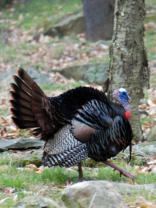Turkey in Poconos - © Frank H. Jump Turkey in Poconos - © Frank H. Jump