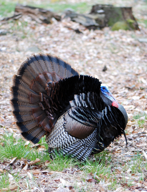 Turkey in Poconos - © Frank H. Jump Turkey in Poconos - © Frank H. Jump