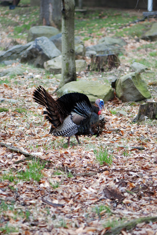 Turkey in Poconos - © Frank H. Jump Turkey in Poconos - © Frank H. Jump