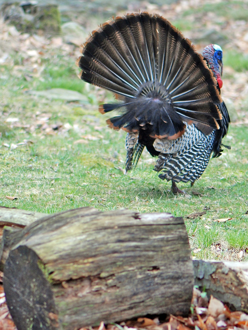 Turkey in Poconos - © Frank H. Jump Turkey in Poconos - © Frank H. Jump