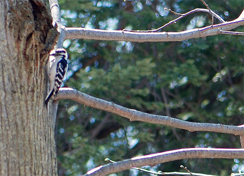Woodpecker