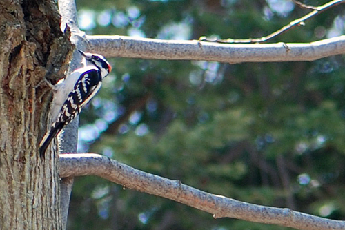 Woodpecker