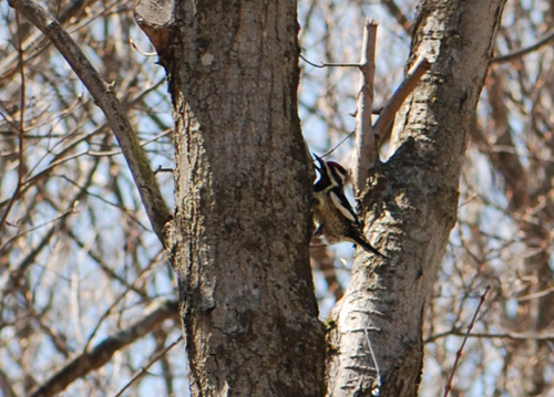 Woodpecker