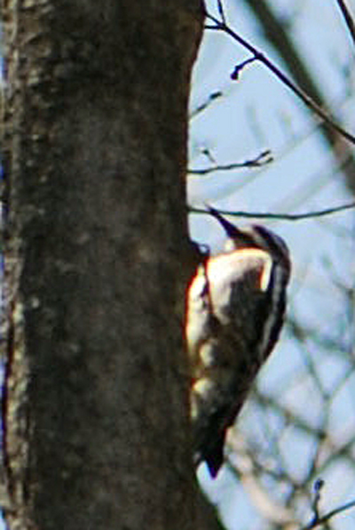 Woodpecker