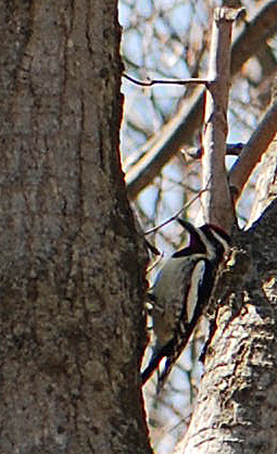 Woodpecker