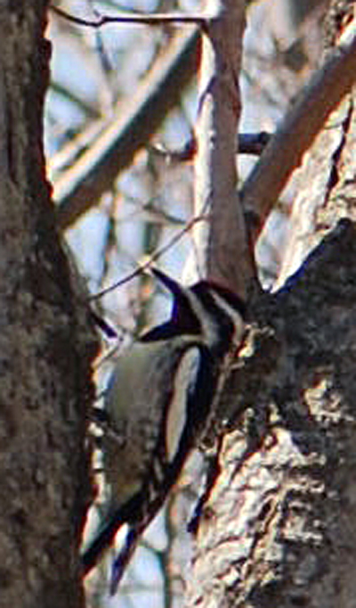 Woodpecker